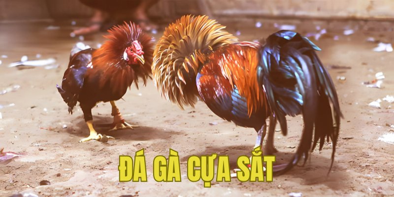 Banner www.tplaw.com.vn